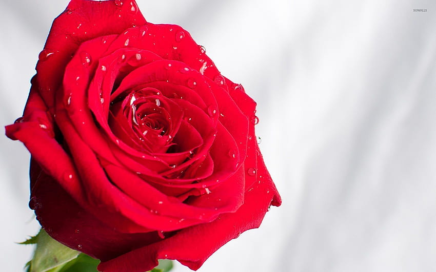 Red rose with water drops [2] - Flower HD wallpaper