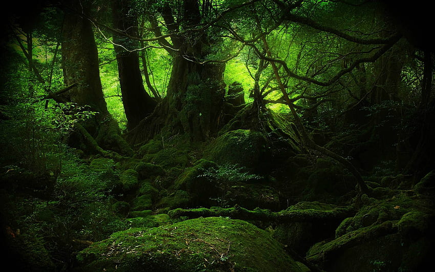 Bardziej marzycielska wersja tego omszałego lasu Jakuszima Tapeta HD