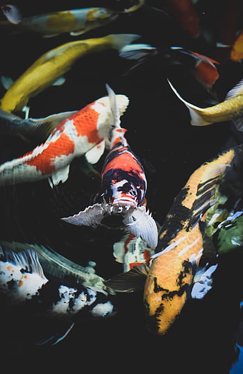 Tải xuống APK 3D Koi Fish Live Wallpaper HD cho Android
