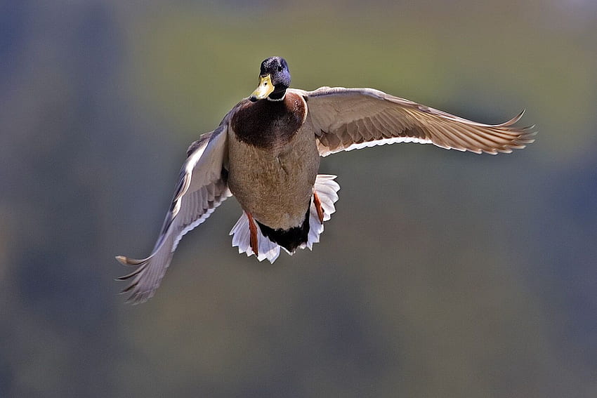 Mallard Duck Flying Nature [] para o seu celular e tablet. Explore Pato-real. Pato, borda do pato-real papel de parede HD