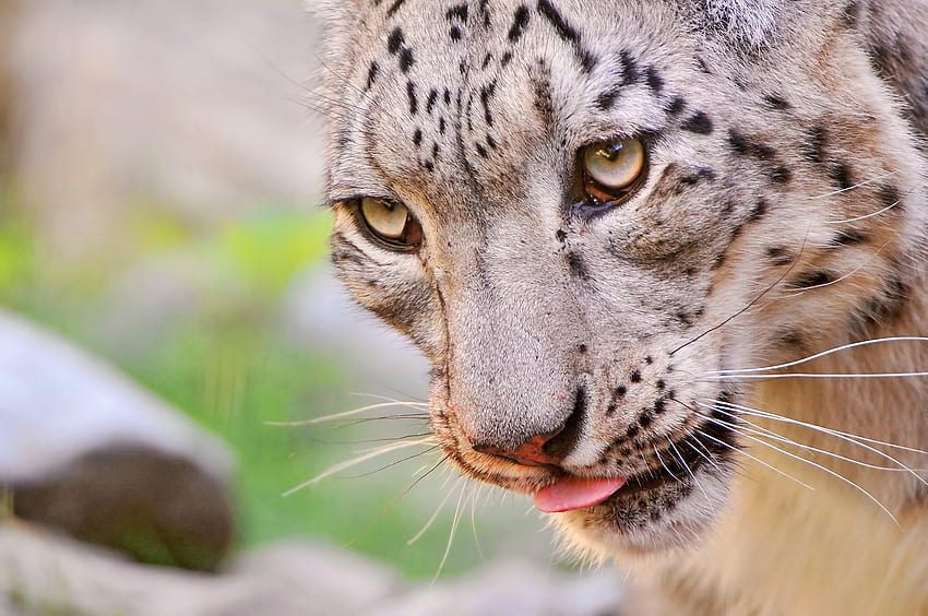 Animales, Leopardo de las nieves, Hocico, Manchado, Manchado, Depredador, Vista, Opinión fondo de pantalla