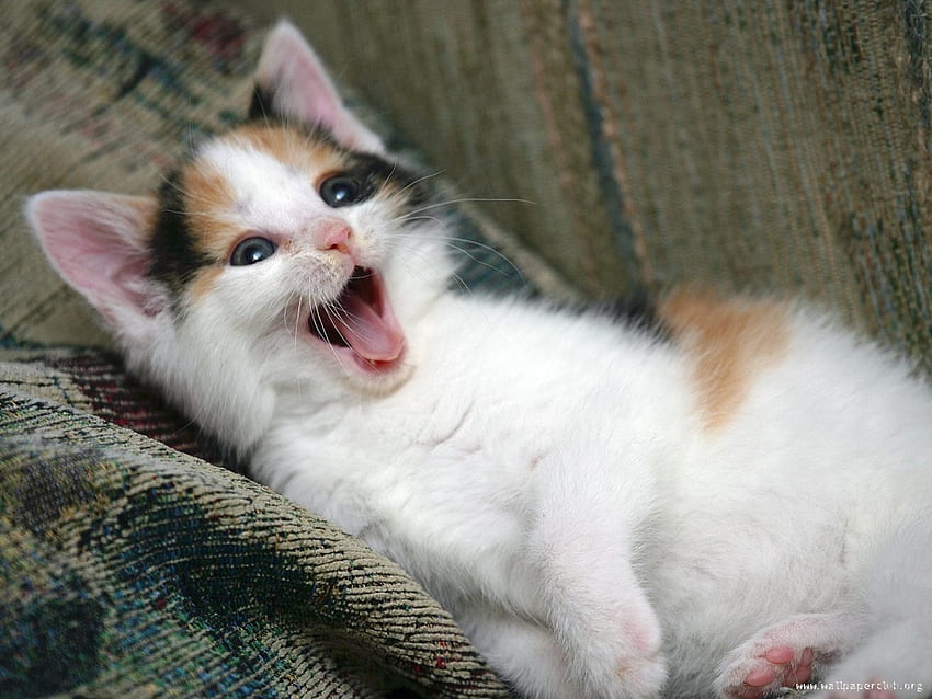 Whats so FUNNY..?, animal, cat, kitty, laugh HD wallpaper