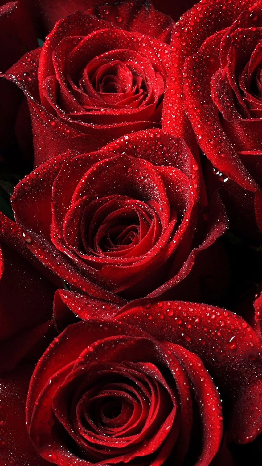 Ƒ↑タップしてアプリをゲット！ 自然 美しいバラ 赤い情熱 HD電話の壁紙