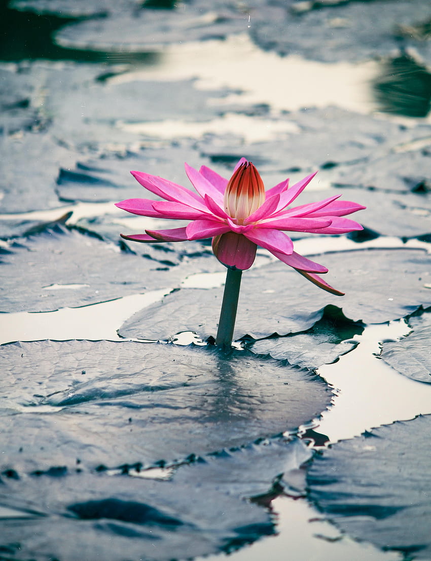 Blume, Blumen, Blätter, Lotus, Pflanze HD-Handy-Hintergrundbild