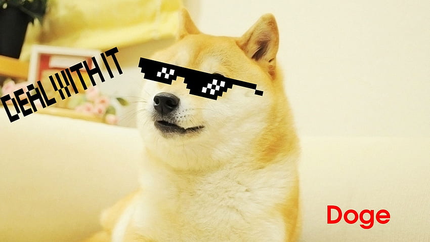 doge live, mammifère, chien, canidés, shiba inu, race de chien - Use, Doggo Meme Fond d'écran HD