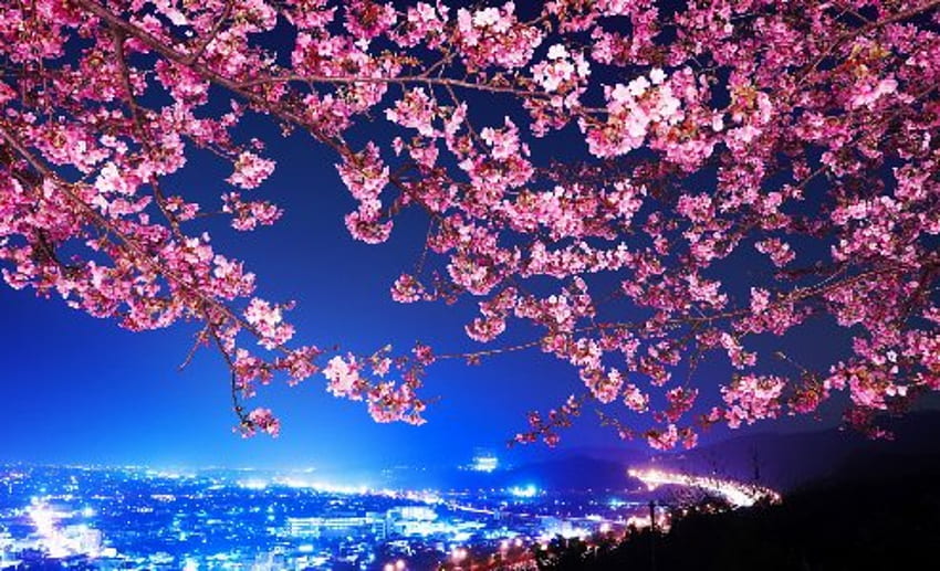 Mimura Japan Sakura Cherry Blossom Highway City Night Trees Flowers Blossoms Background, Japanese Sakura Anime HD тапет