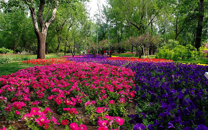 Jardim de início de verão de Xiangshan (obras de vergalhões) - - Jardim de início de verão de Xiangshan (trabalhos de vergalhão) - grafia - V3 Site papel de parede HD