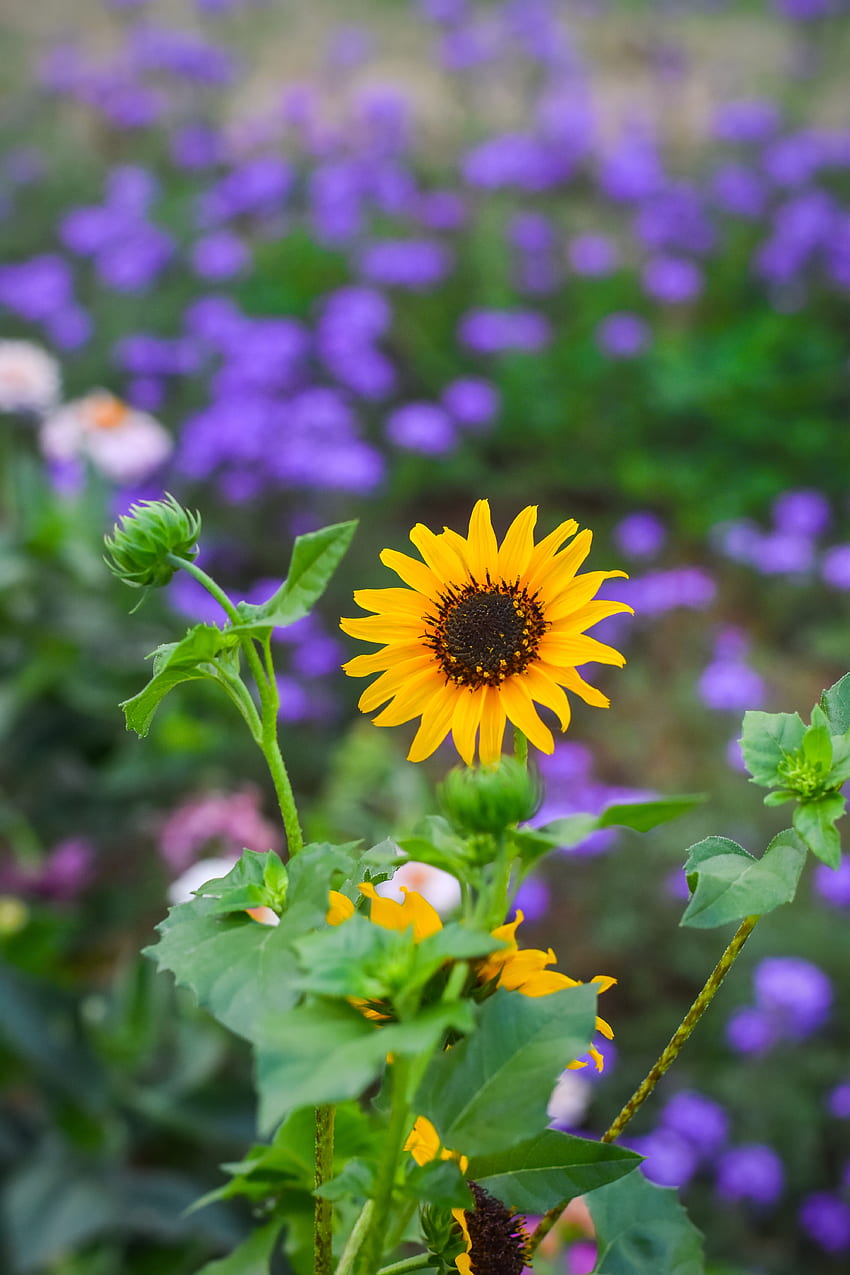 Blumen, Blume, Glanz, Licht, Unschärfe, glatt, Blüte, Blüte, Garten HD-Handy-Hintergrundbild