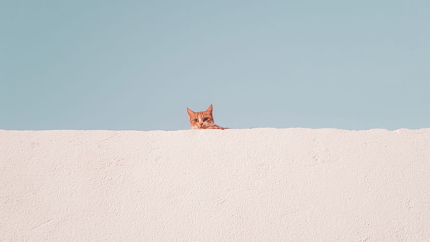 Kucing Minimalis, Kucing Estetis Wallpaper HD