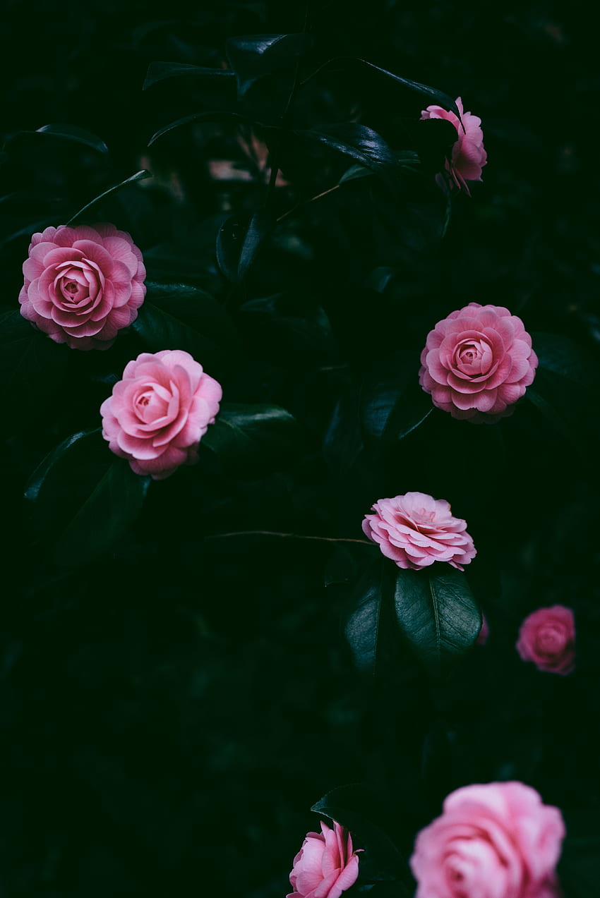 Kwiaty, Różowy, Bush, Płatki Tapeta na telefon HD