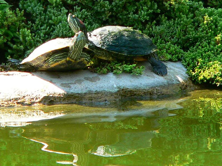 Loving Turtles, bush, water, turtles, rock HD wallpaper