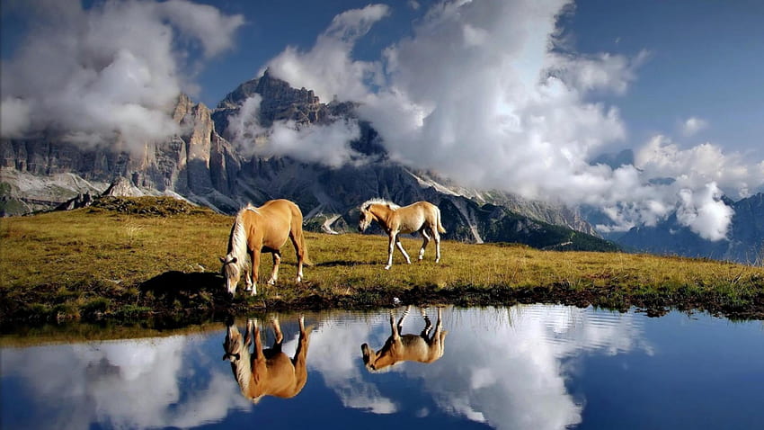 beautiful horses drinking from an alpine pond, horses, clouds, meadow, mountains, pond HD wallpaper