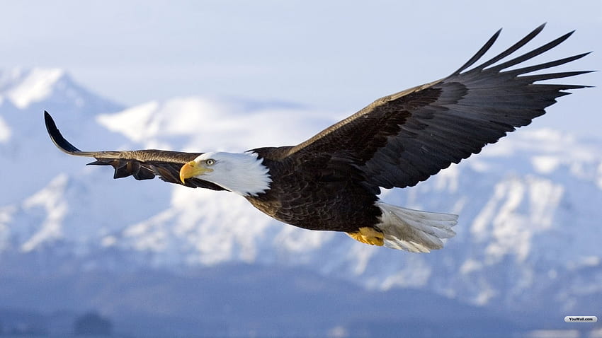 Flying Eagle นกอินทรีน่ารัก วอลล์เปเปอร์ HD