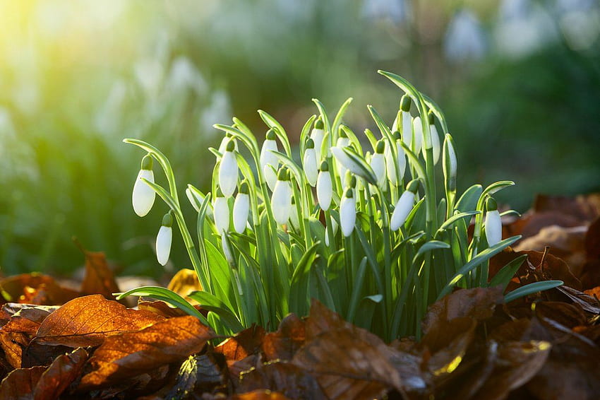 Bouquet of snowdrops - good morning spring sunshine HD wallpaper