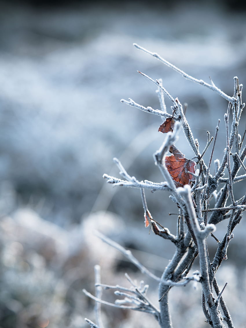 ฤดูหนาว ใบไม้ มาโคร สาขา น้ำค้างแข็ง Hoarfrost วอลล์เปเปอร์โทรศัพท์ HD