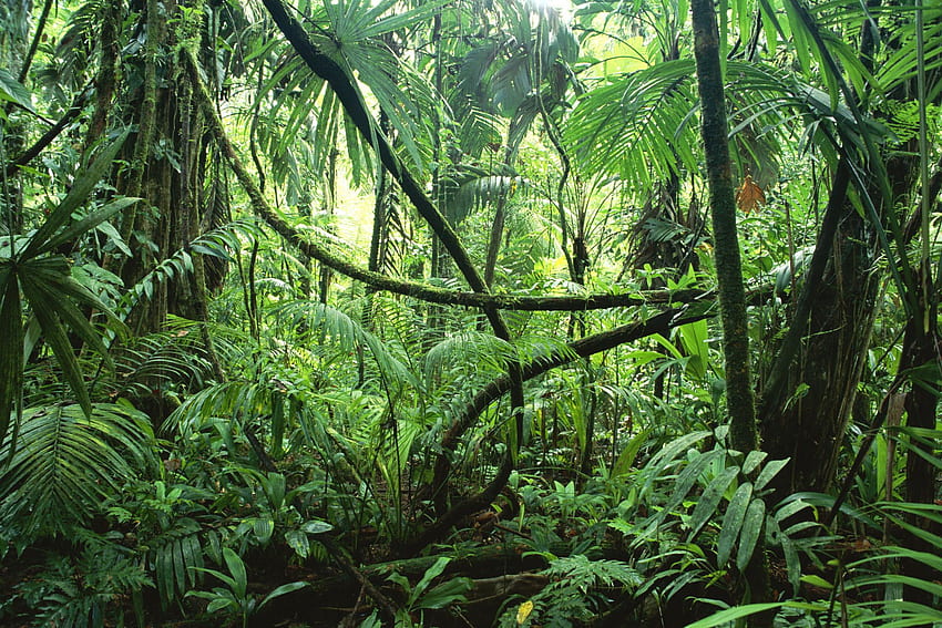 Tropischer Dschungel, amerikanischer Wald HD-Hintergrundbild
