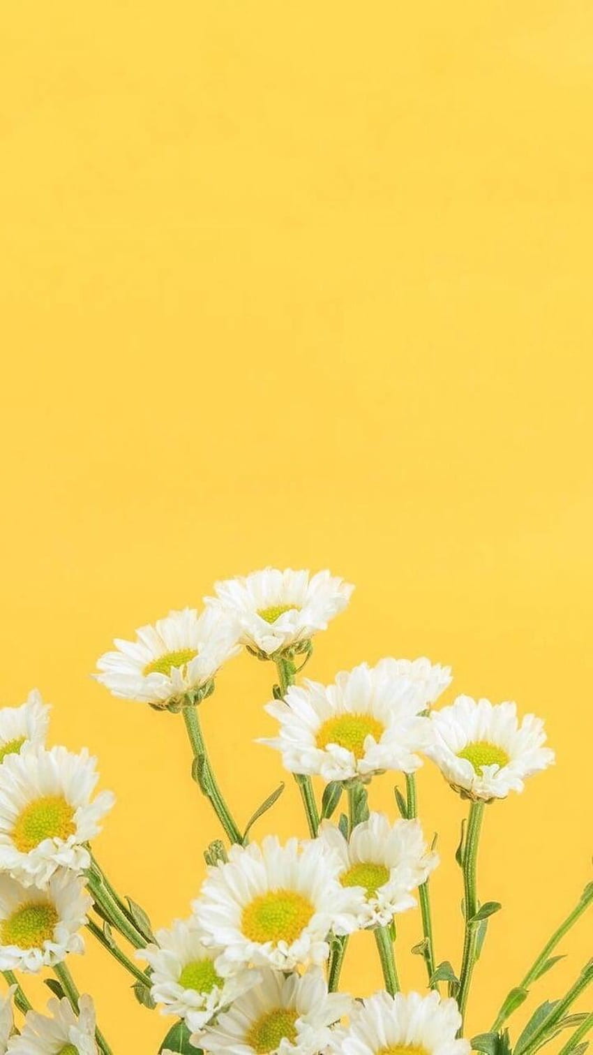 White Abstract iPhone Wallpaper  White wallpaper Abstract iphone wallpaper  Yellow wallpaper