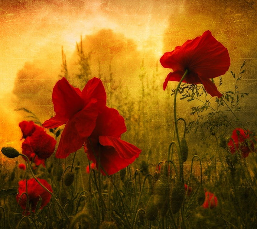 poppies, texture, painted, light, red HD wallpaper