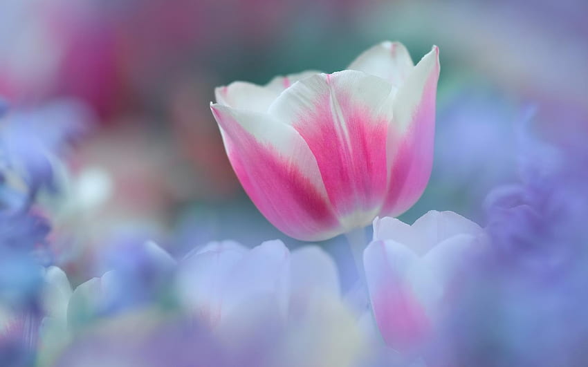Jardin parfait, tulipe, blanc, apaisant, doux, couleurs, brumeux, printemps, parfait, élégant, lavandes, rose, joli, fleur, romantique Fond d'écran HD