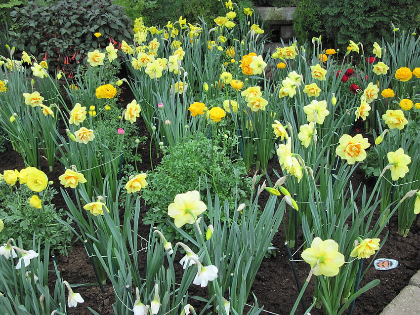 Bunter Garten 25, Grafik, gelb, grün, Blumen, Garten, Narzissen HD-Hintergrundbild
