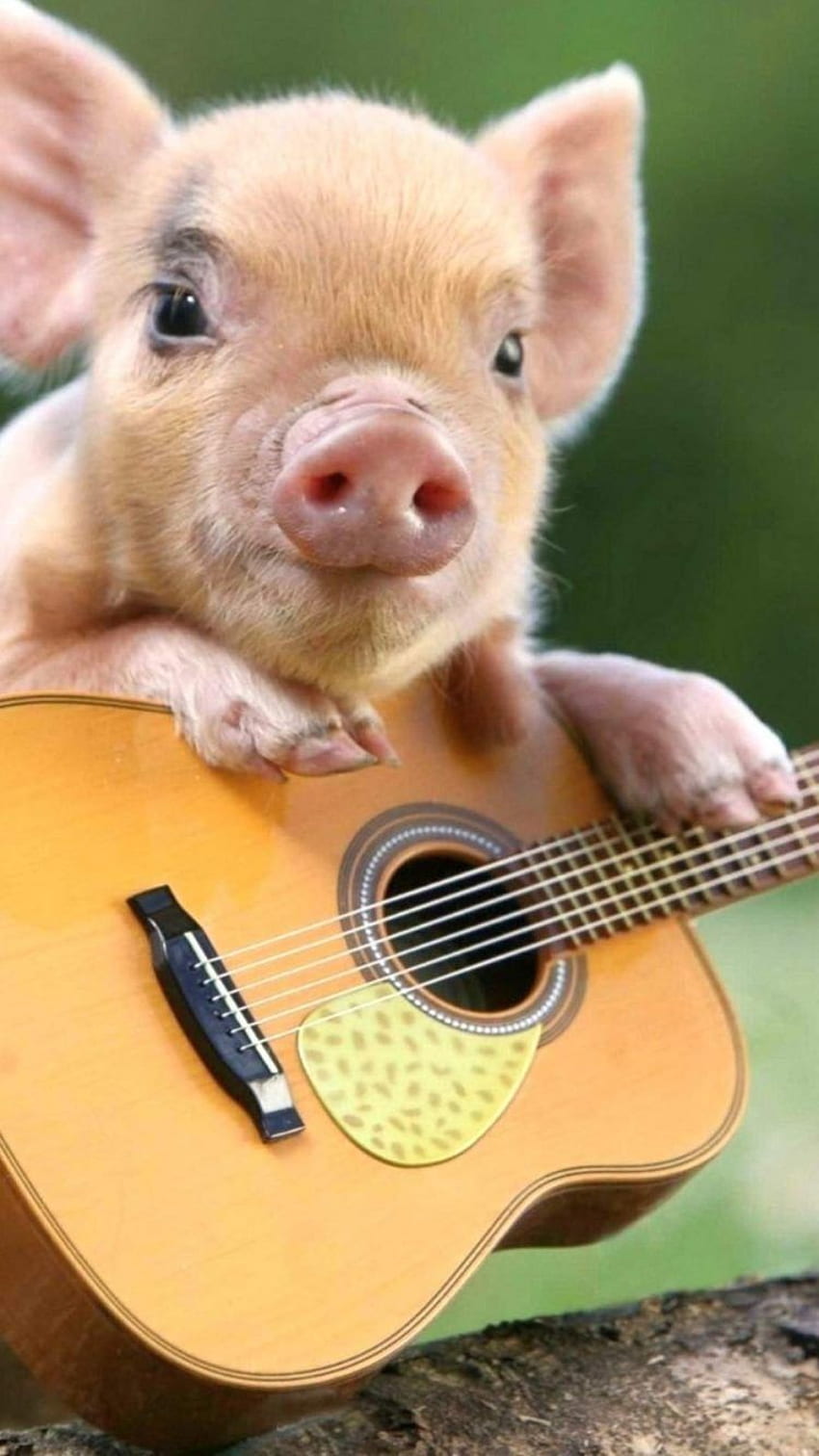 Baby Pig, Pig Nose HD phone wallpaper