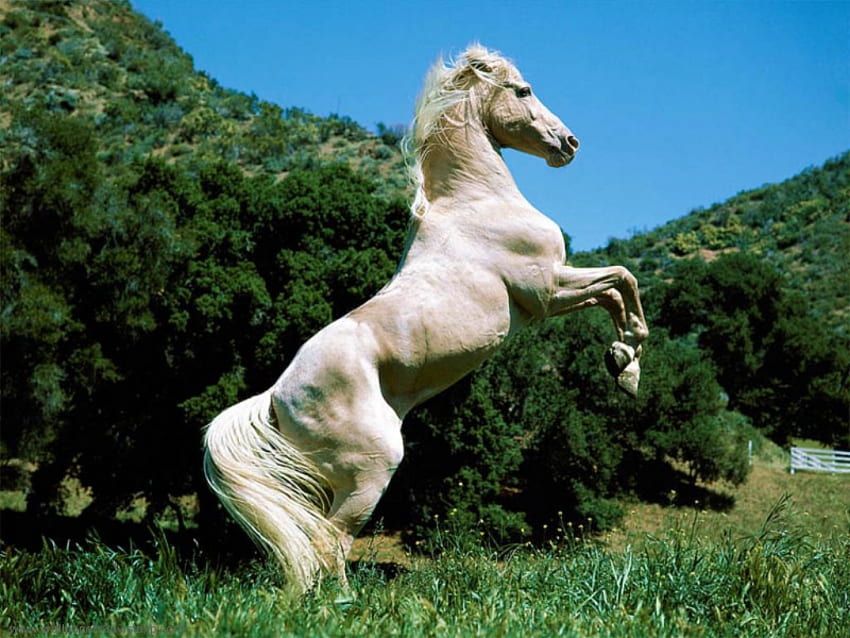 Dancing Horse, horse, white, wild, beauty HD wallpaper