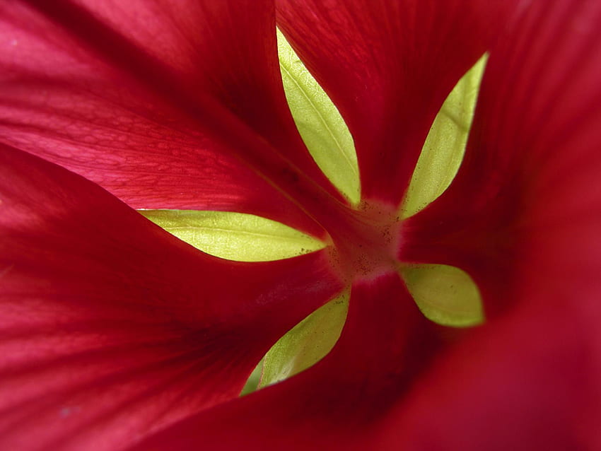 Flower Pattern , Plant Pattern , Gallery –- National Geographic, Native  Flowers HD wallpaper | Pxfuel