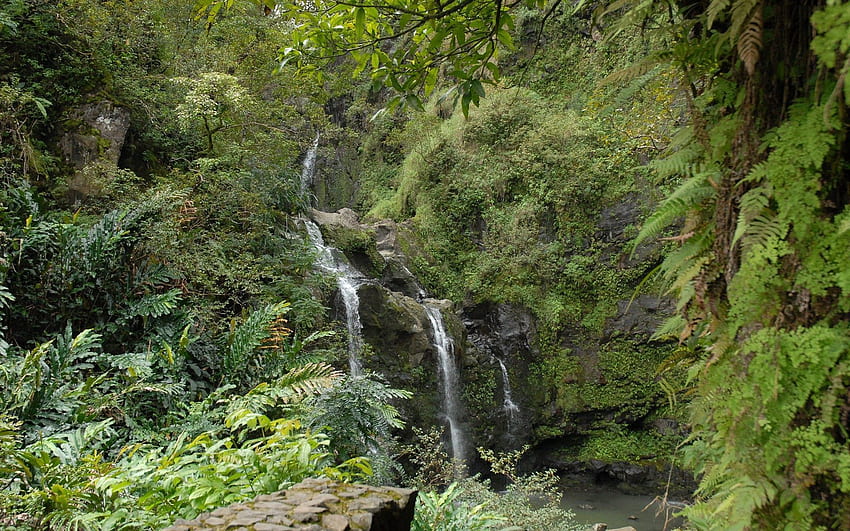 Nature, Rocks, Waterfall, Fern, Vegetation, Jungle HD wallpaper