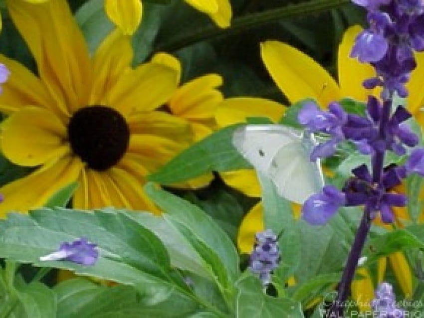 꽃에 나비, 나비, 데이지, 예쁜, 꽃 HD 월페이퍼