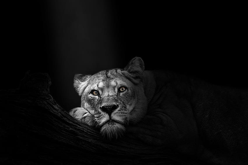 Background Lioness, Lioness Black and White HD wallpaper