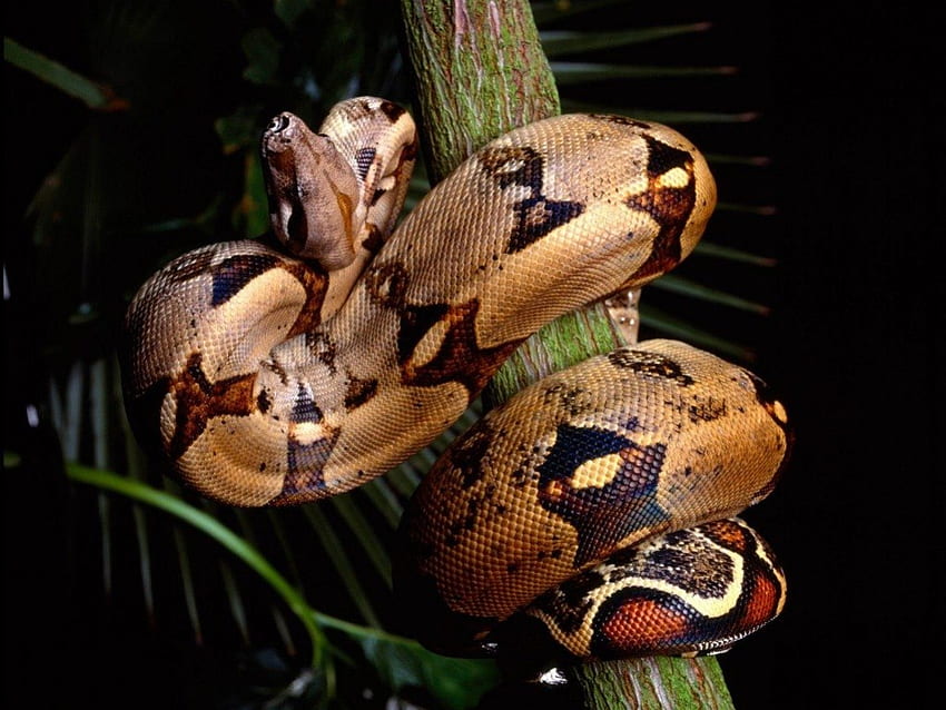 가지, 동물, 뱀, 가지, 채색을 감싼 뱀 HD 월페이퍼