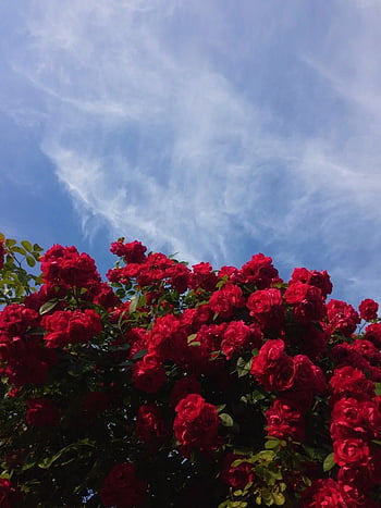 Just a simple red rose in front of a yellow back round but, aesthetic ...