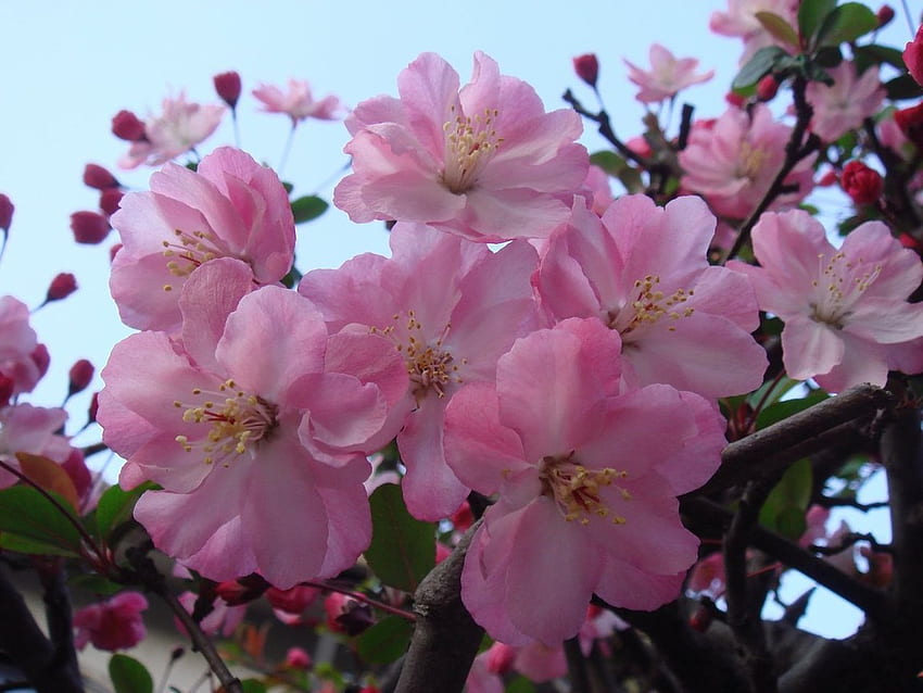 sakura, pink, sky, nature, flowers, tree HD wallpaper