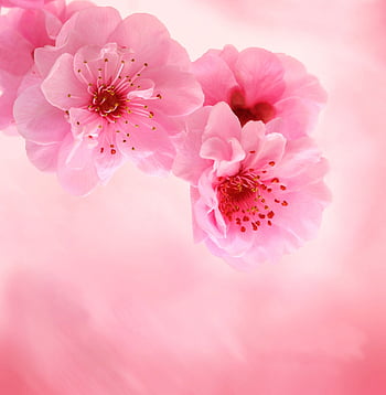 Page 3 | high resolution flowers HD wallpapers | Pxfuel