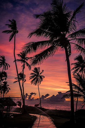 Pink sunset  Sunset  Landscape  Beach Sunset Palm Aesthetic HD phone  wallpaper  Pxfuel