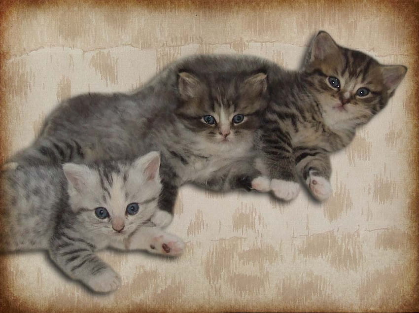 słodkie kotki, słodkie, kot, kotek Tapeta HD