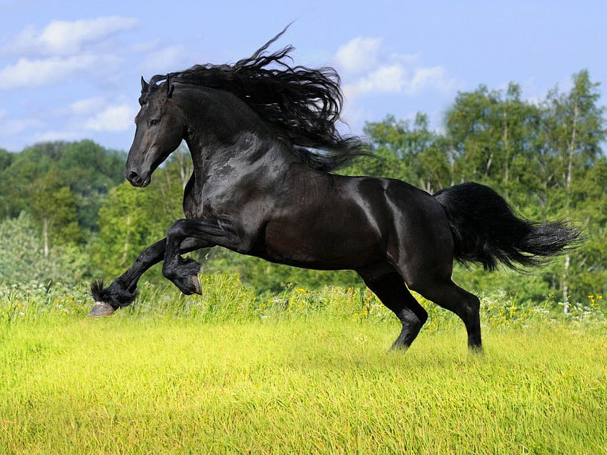 Stallion Photos, Download The BEST Free Stallion Stock Photos & HD Images