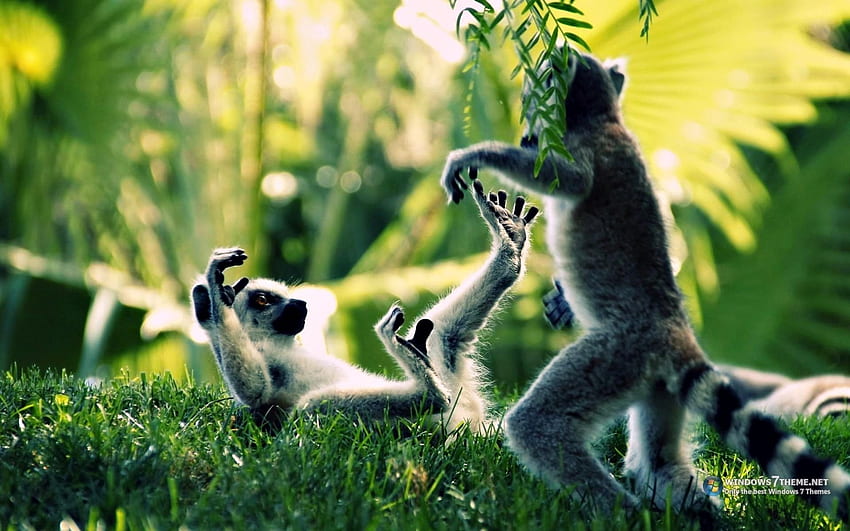 Lemure dalla coda ad anello primate Madagascar code anelli strisce giocare carino fauna selvatica erba alberi foresta giungla piante pelliccia. . 26882. SU Sfondo HD