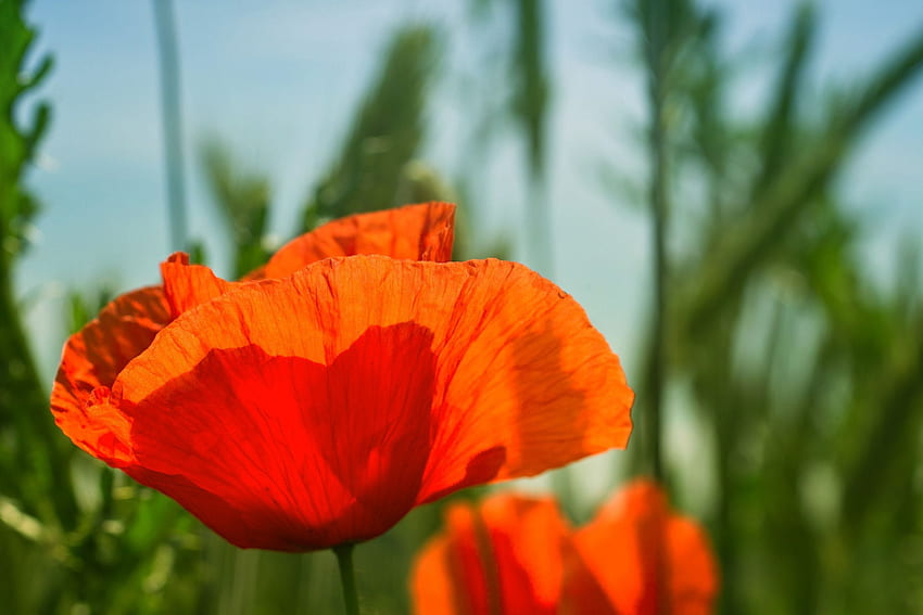 Poppy Flower HD wallpaper | Pxfuel