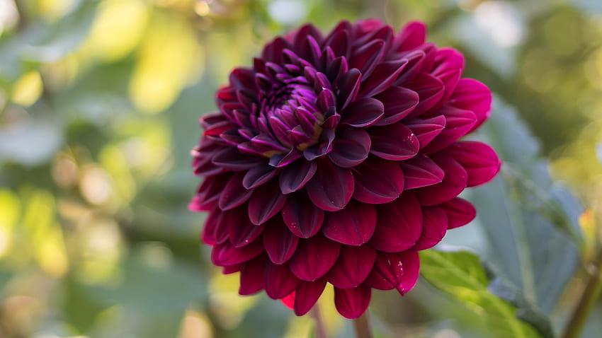 Dahlia and Background, Black Dahlia Flower HD wallpaper | Pxfuel