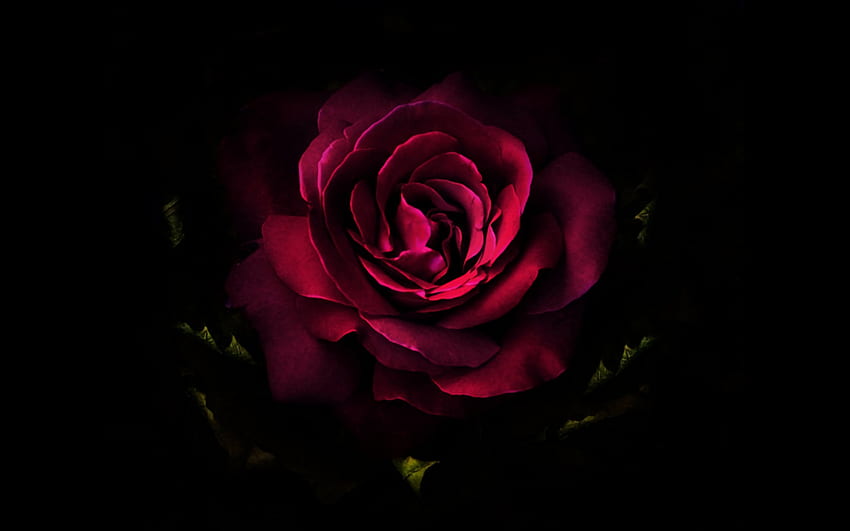 Deep Red Rose HD wallpaper