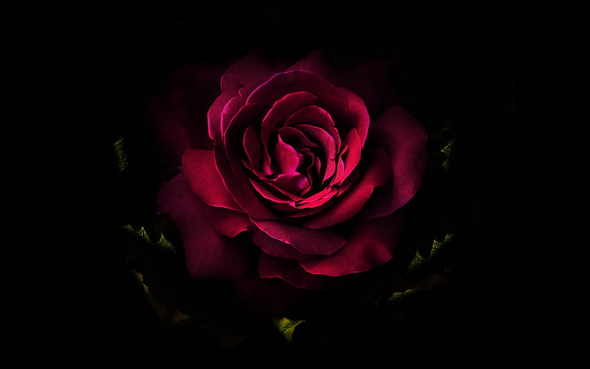 Deep Red Rose HD wallpaper | Pxfuel