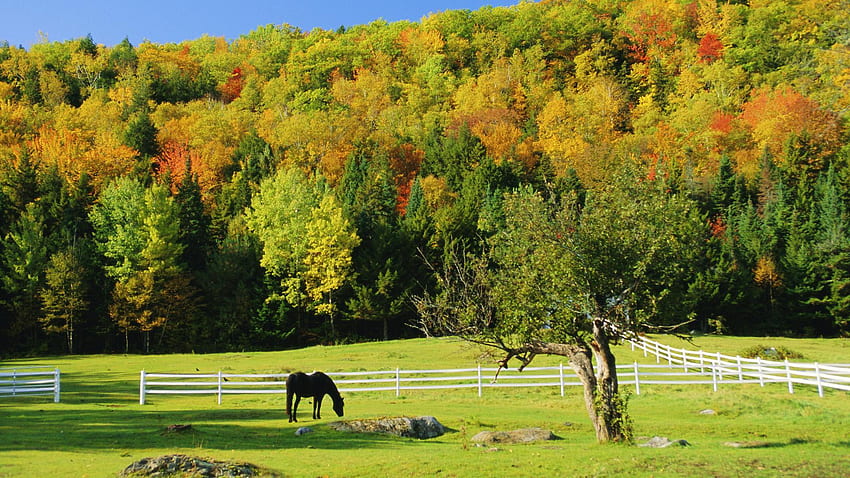 Grazing Horse In Autumn : : High HD wallpaper