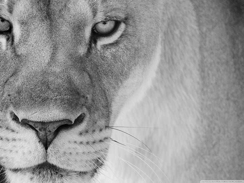 Lioness , Brown Lioness, Lioness Black and White HD wallpaper