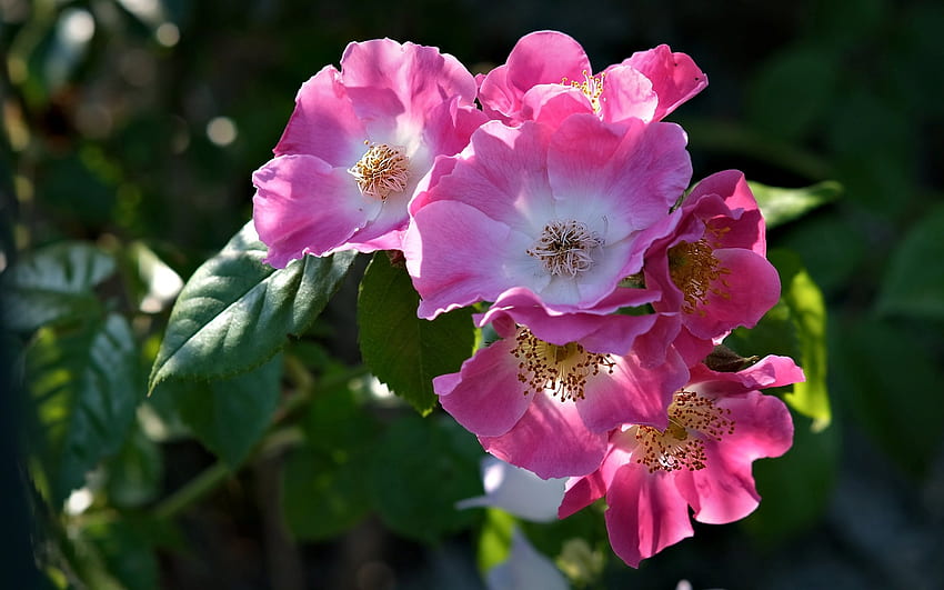 Wild Rose, rose, pink, wild, flower HD wallpaper