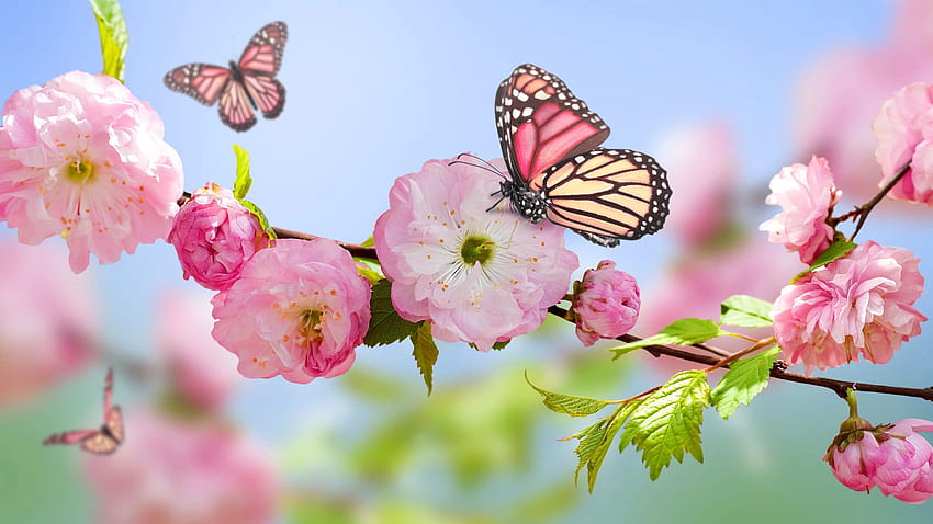Butterflies On Trees . φύση. Butterfly, 2560X1440 Spring HD wallpaper