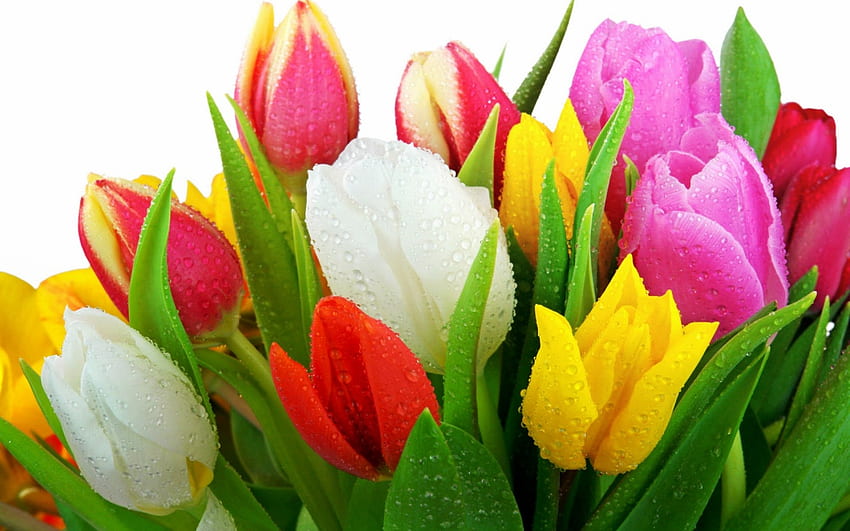tulipas frescas, molhado, cores, natureza, flores, tulipas, fresco papel de parede HD