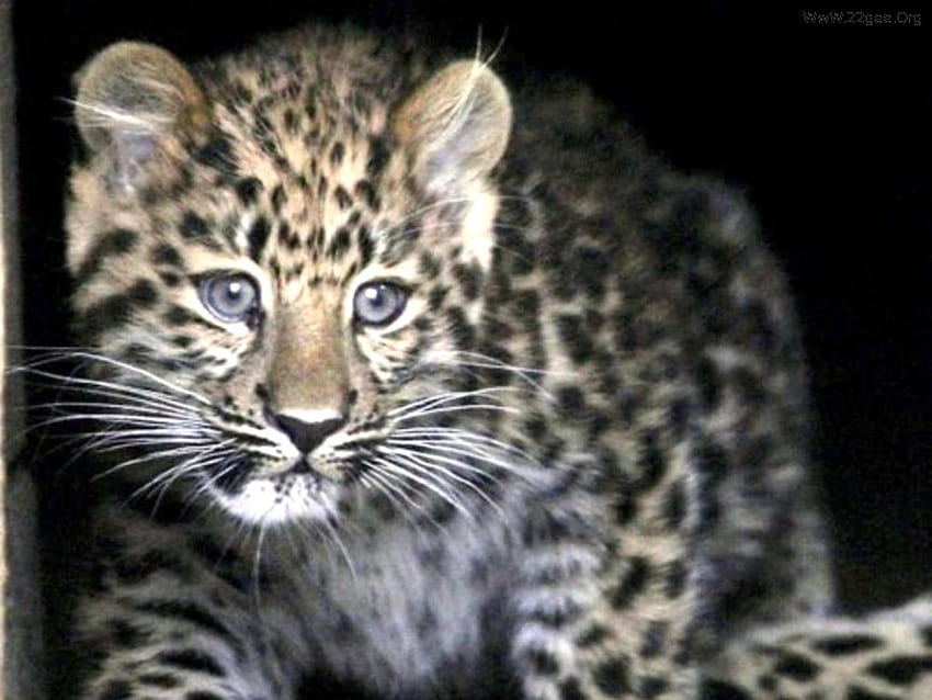 Leopard, cat, feline, wildlife, zoo HD wallpaper