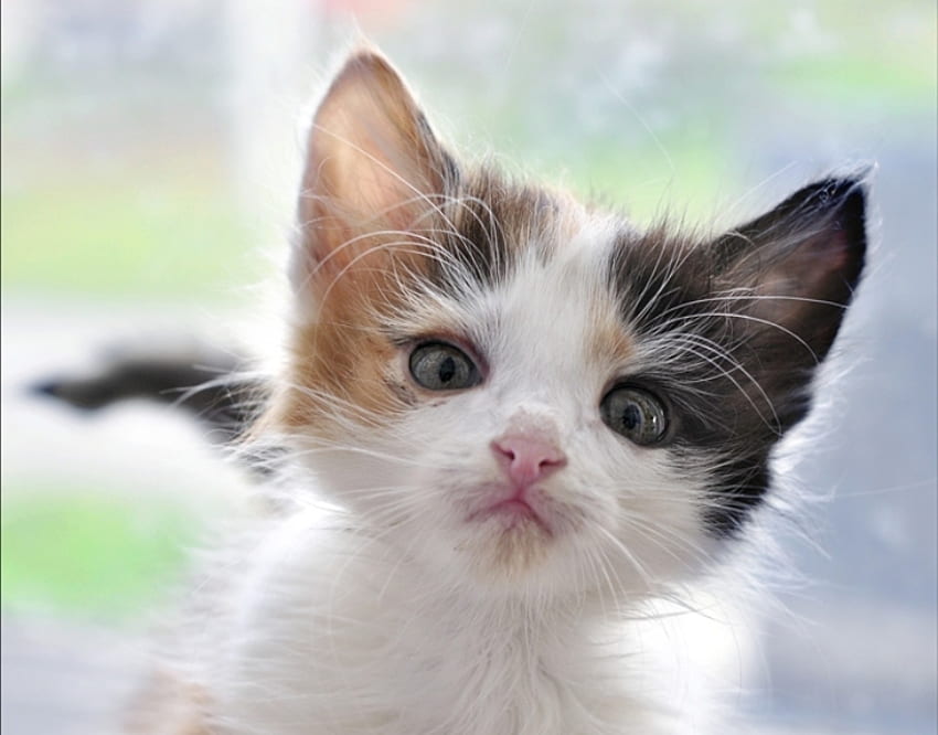Je suis un chat mignon !... qui es-tu ?, animal, amical, à propos de toi, mignon, chat, beau, demande Fond d'écran HD