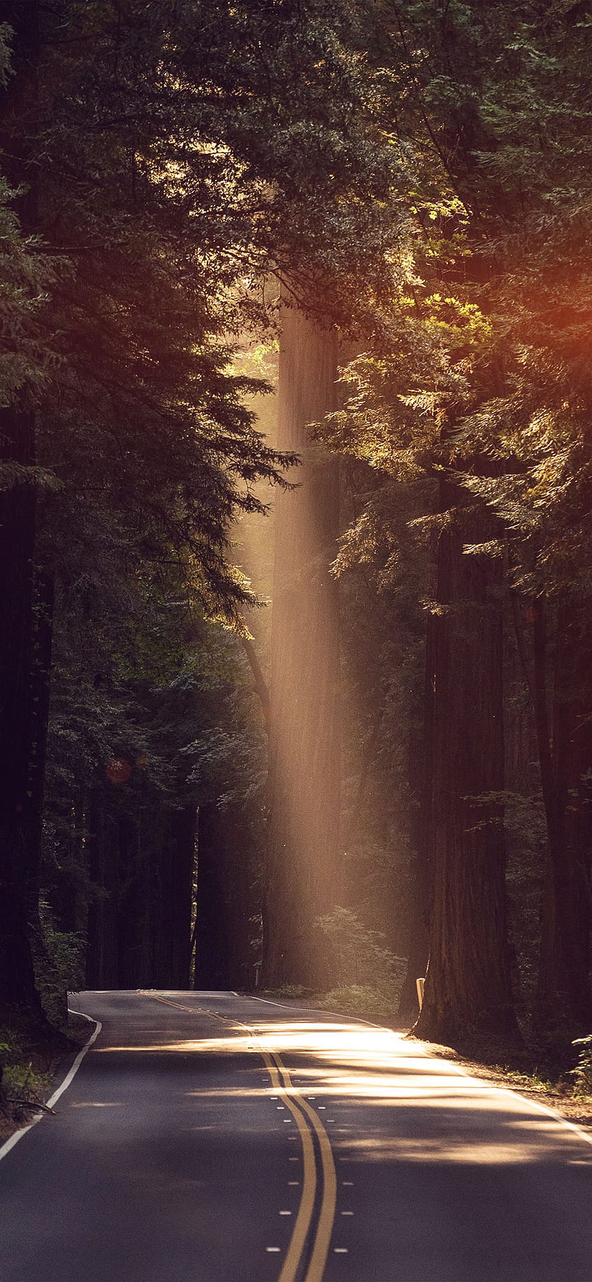 Light Road Wood Forest Way Nature Flare HD phone wallpaper